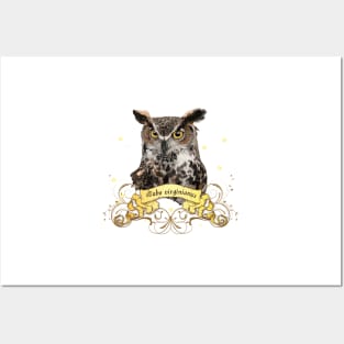 American owl Posters and Art